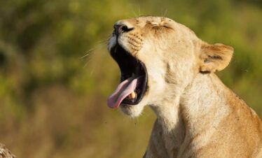 Family luxury Safari