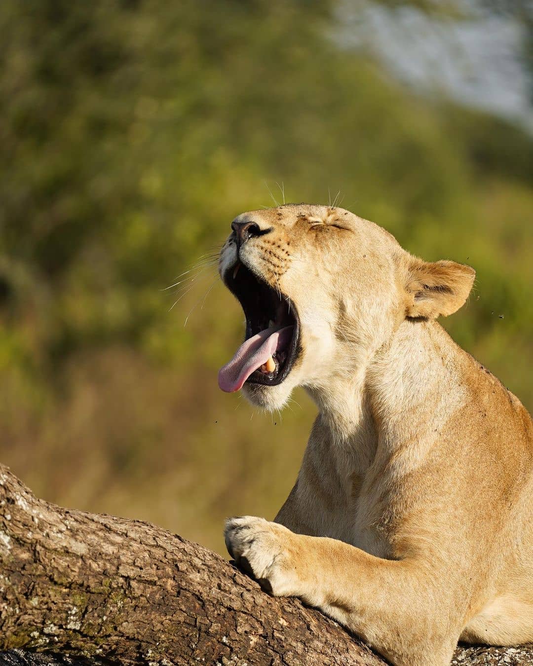 Family luxury Safari