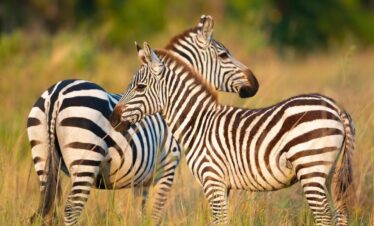 3 day safari