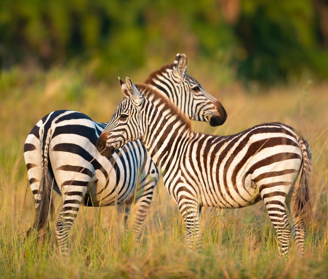 3 day safari