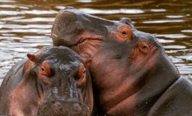 4 Day Safari