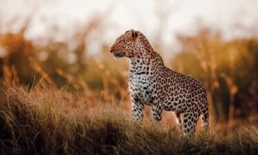 5 Day Safari