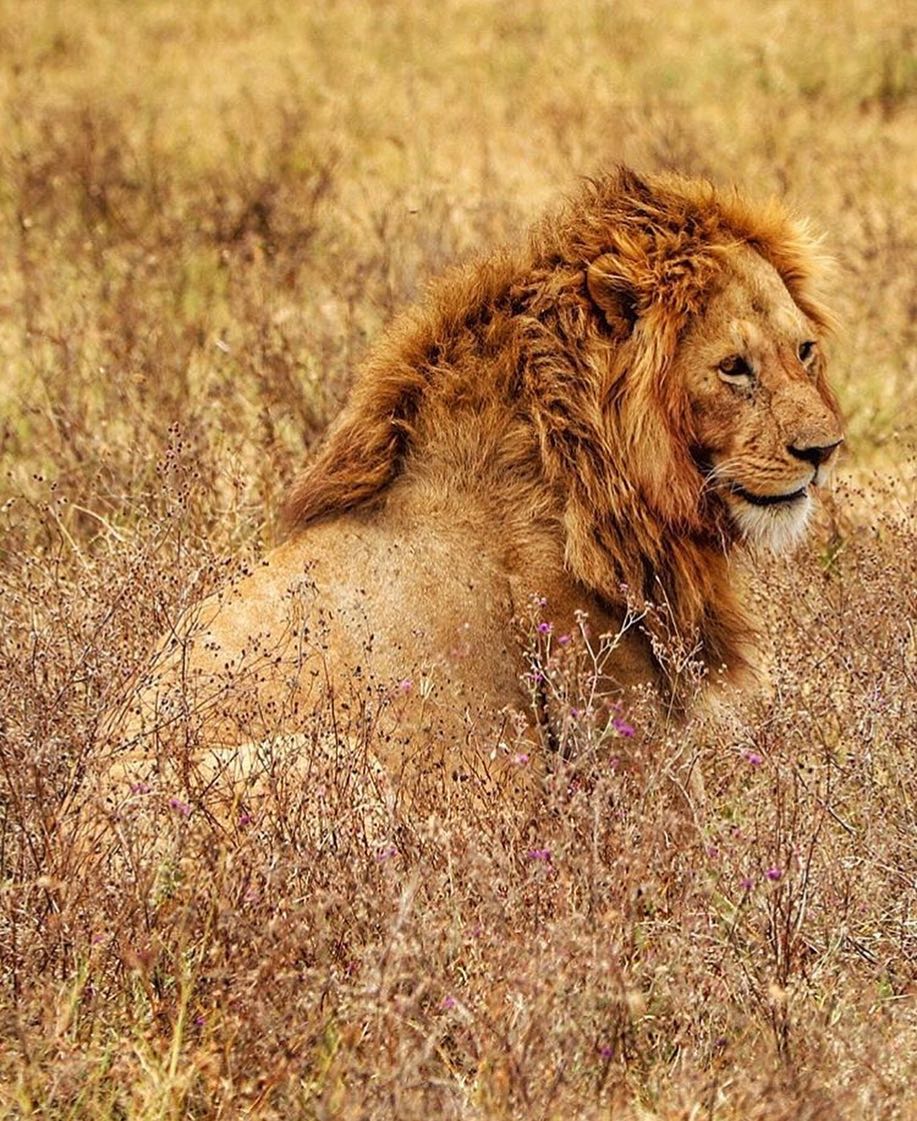 Kenya discovery safari