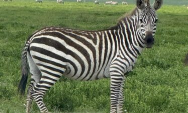 2 Days safari