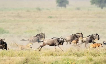 Kenya Excapades