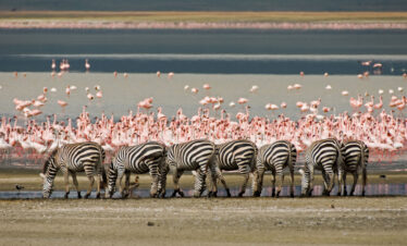 5 Day Safari
