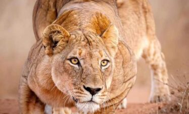 6 Day Safari