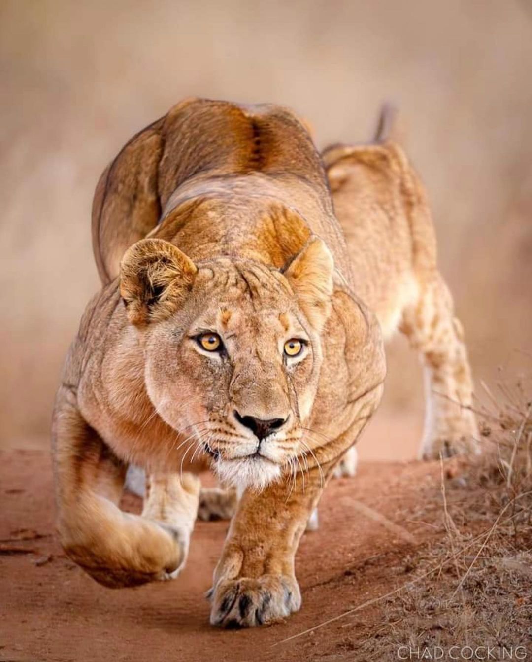 6 Day Safari