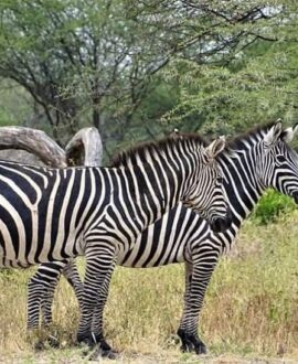 Kenya