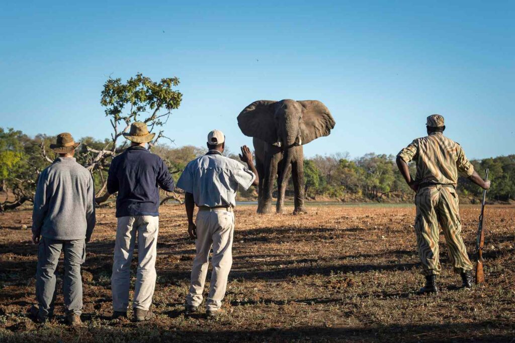 Walking Safaris