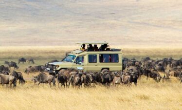 Best Kenya Safari