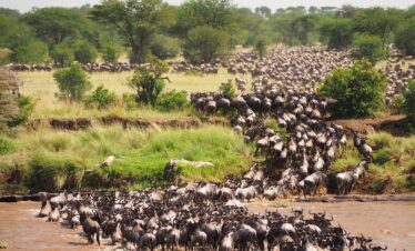 Ultimate luxury safari