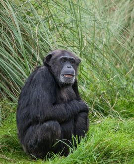 Chimpanzee trekking