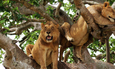 7 Day Safari