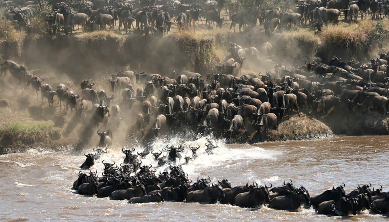 Great wildebeest Migration