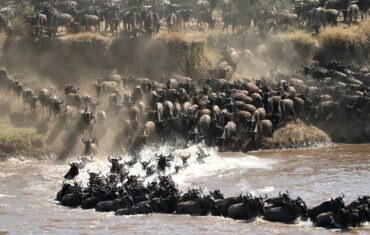 Great wildebeest Migration