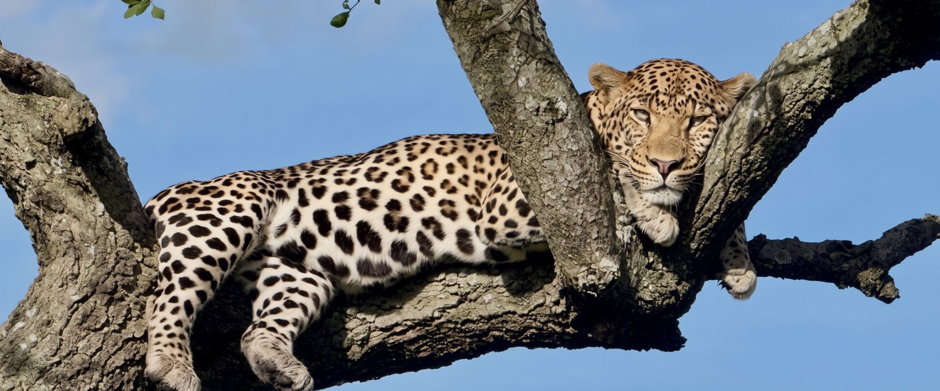 ARCHITECT YOUR PERFECT SAFARI